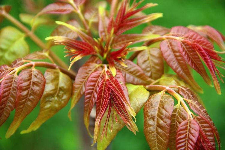 人们常常吃的香椿菜属于是什么植物？这种菜的生长环境有哪些？