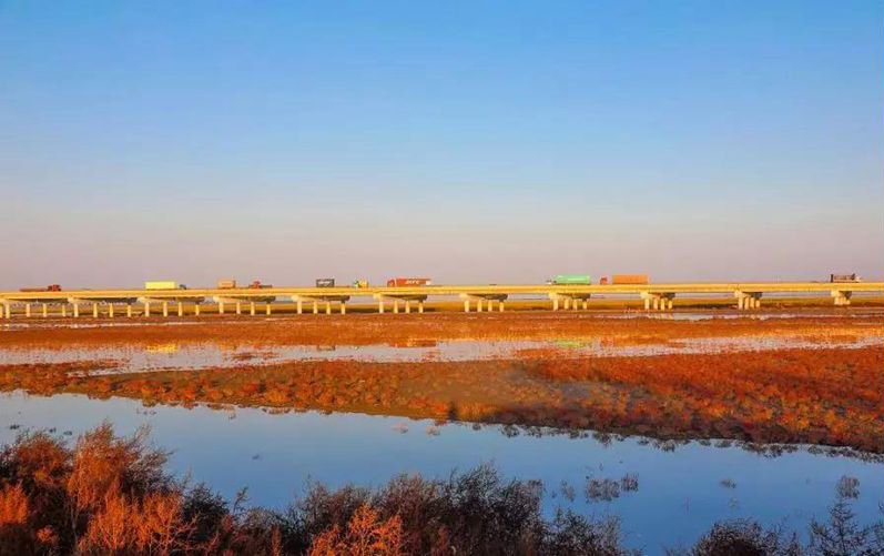 秋意渐深，青岛胶州湾湿地迎来100公里红海滩，这一景色有多绝美？