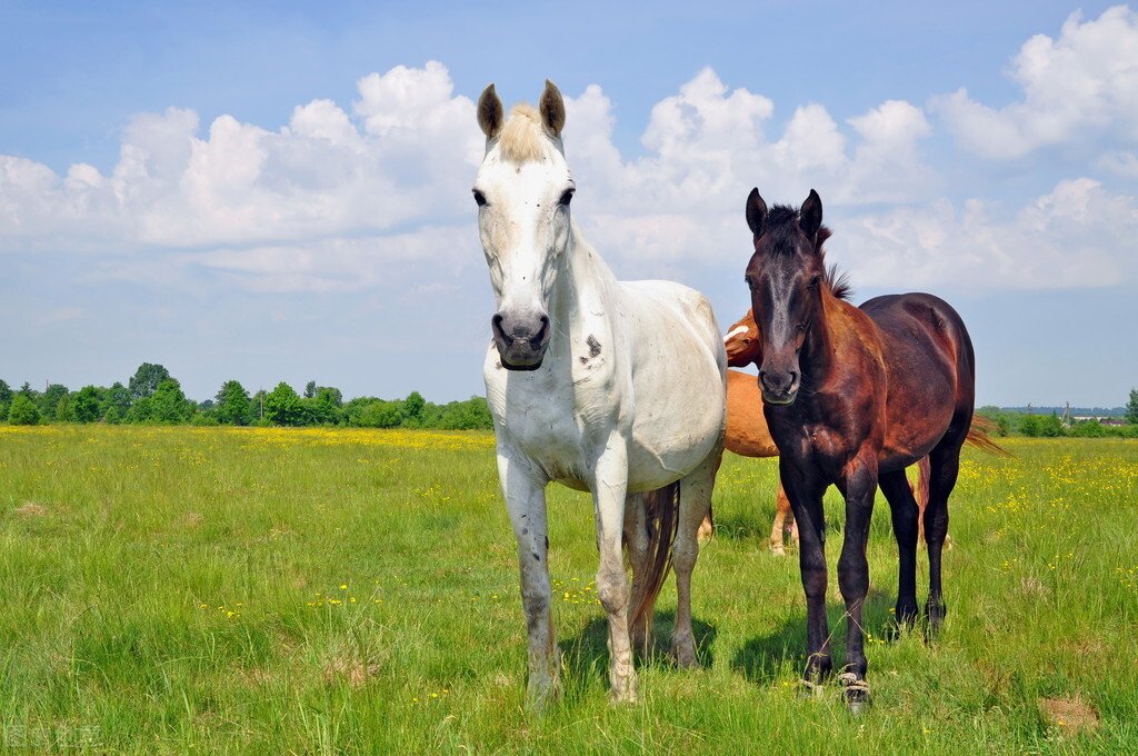 十二生肖中，你认为最孤独的是哪种动物？