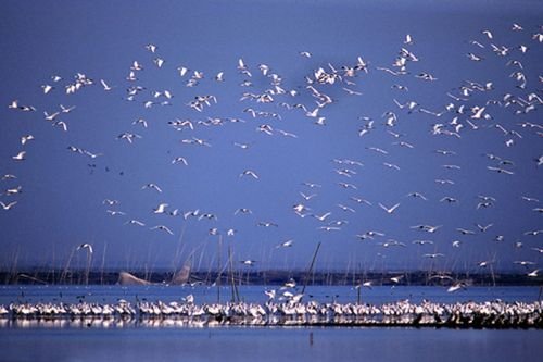 旱灾致洞庭湖大量鱼类被困死亡，造成的损失有多严重？