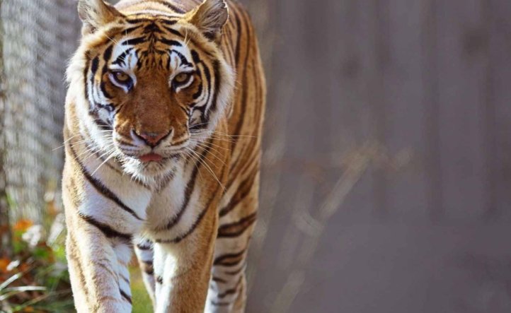 老虎头上为什么有王字