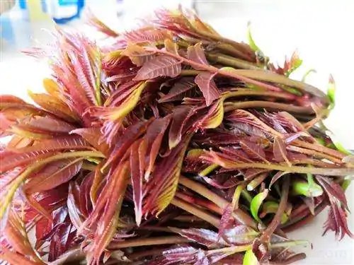 人们常常吃的香椿菜是属于什么木？