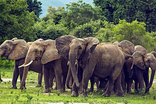 津巴布韦再现大象神秘死亡，最新的调查结果是什么