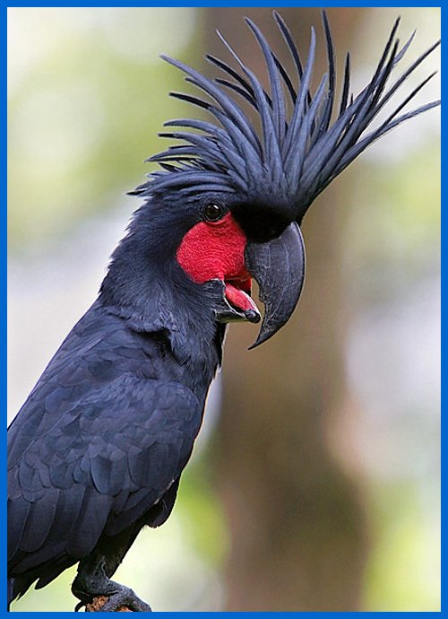 灰头情侣鹦鹉的亚种分化