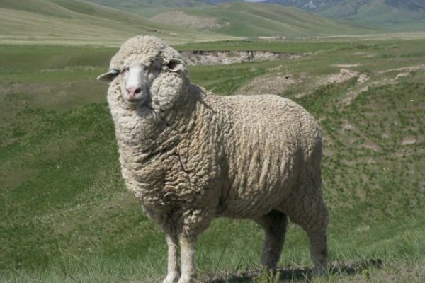 不古不今指什么生肖动物