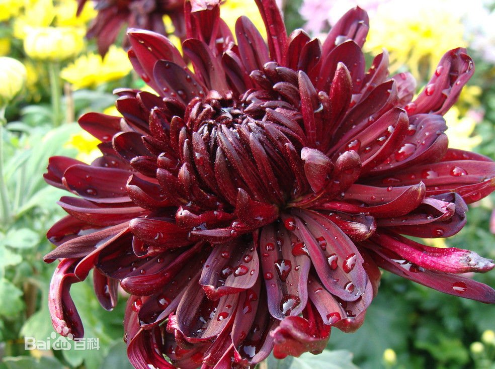 墨菊真的是像墨一样黑吗？