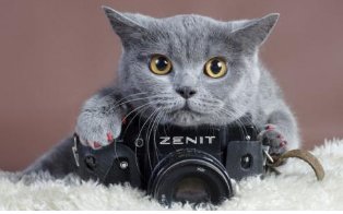 你听过有关猫的邪恶传说吗？