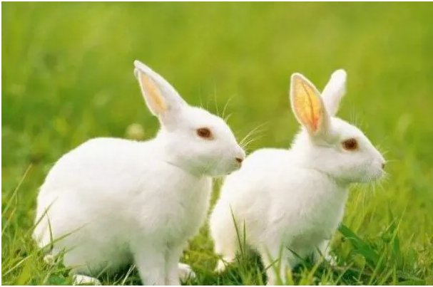 心如死灰是什么动物