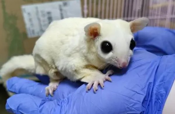 13岁男孩网购异宠被咬进ICU，想要养异宠，该如何保证安全呢？