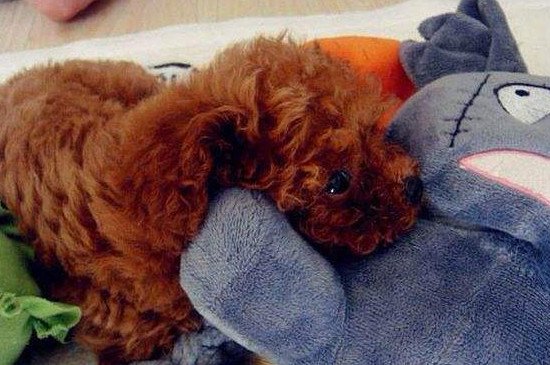 两个月泰迪晚上一直叫怎么办，让泰迪晚上不乱叫的5个方法