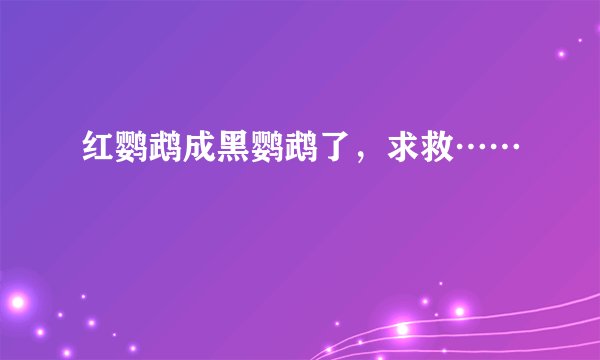红鹦鹉成黑鹦鹉了，求救……