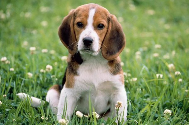 浮文套语是指什么生肖?