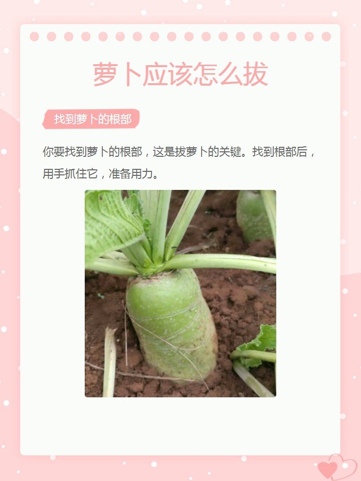 萝卜应该怎么拔