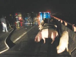 惠州一运猪车侧翻:40多头猪“大闹”高速，此现象会有哪些安全隐患呢？