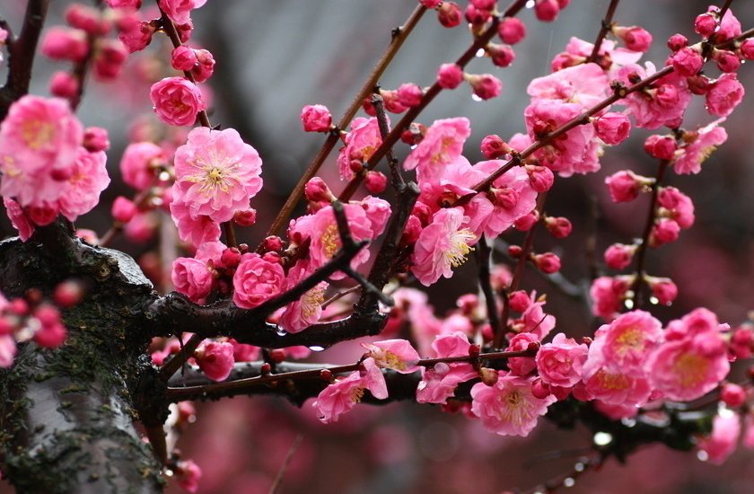 一片绿油油的草地（打一植物名称）