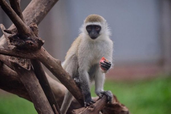 指能文能武的英雄豪迈气概是什么肖