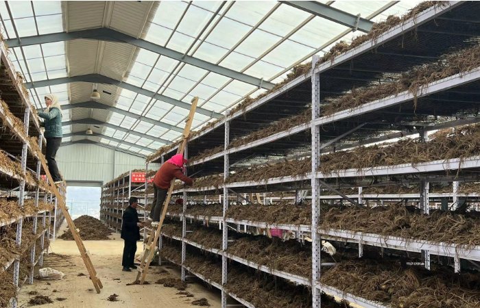 农民做什么事能致富