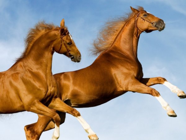 熟门熟路的动物