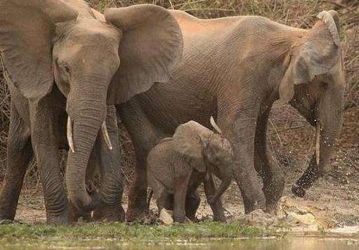 防空警报响起，母象围成一圈保护小象，母爱究竟有多伟大？