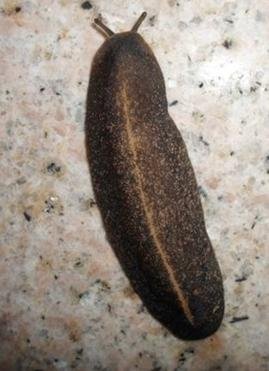 背是黑色但中央有一条橙色细线,腹部大部分是橙色的,没有脚用身体挪动的滑滑的虫是