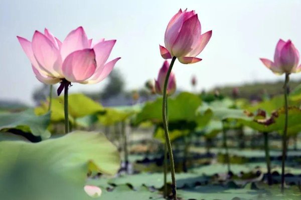 立夏看夏说明什么