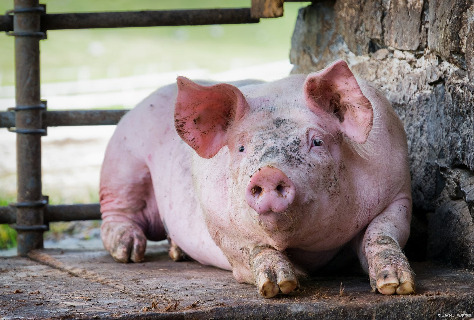 猪最早在什么时代就已经被广泛养殖呢？你知道吗？