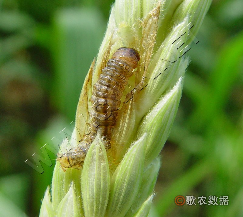 条螟的形态特征