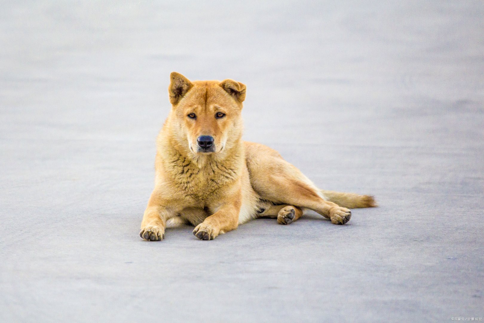 狗最怕什么手势?为什么?