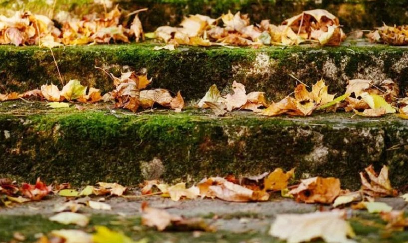 公秋与母秋是怎样区分的