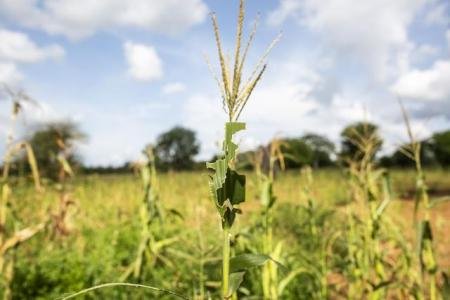 沙漠蝗虫卷土重来会带来什么影响？
