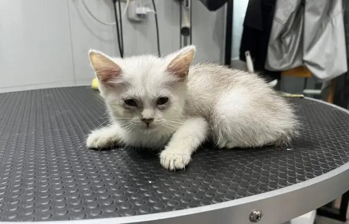 男子欠8万块钱不还，12只猫咪被拍卖抵债！主人的债猫咪还，合适吗？