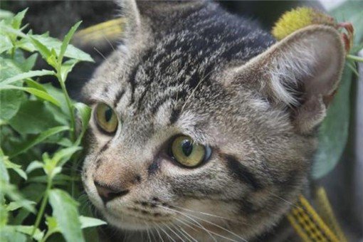 世界上最可爱的动物都有哪些？