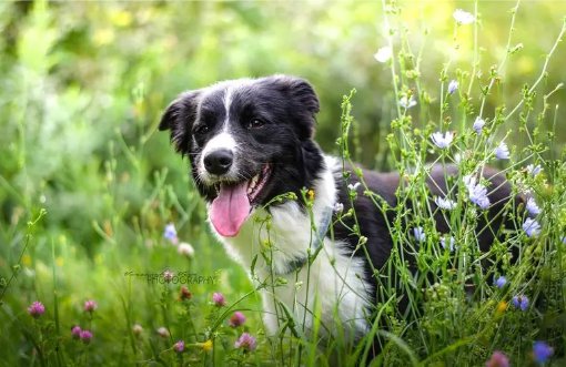 色中饿鬼打一个动物