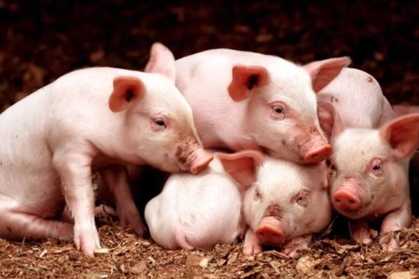 千夫所指什么生肖