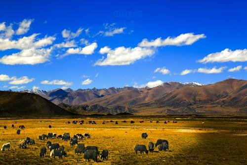 随你去流浪是什么歌的歌词