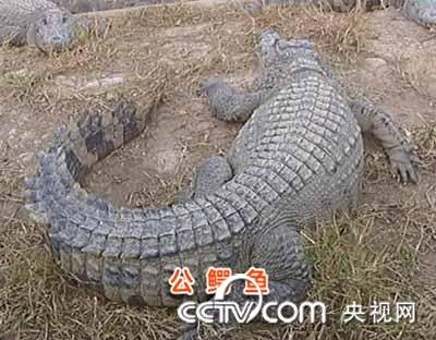 凶鳄的幕后制作