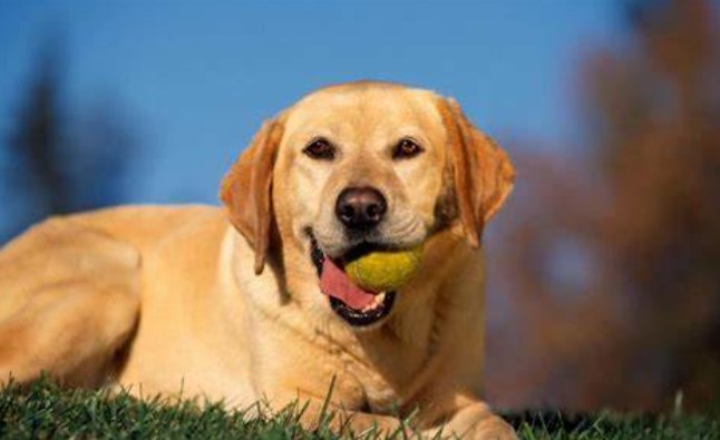 柯基犬最初曾担任哪种犬