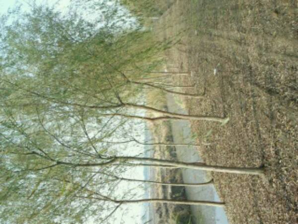 黄皮柳价格?黄皮垂柳价格?