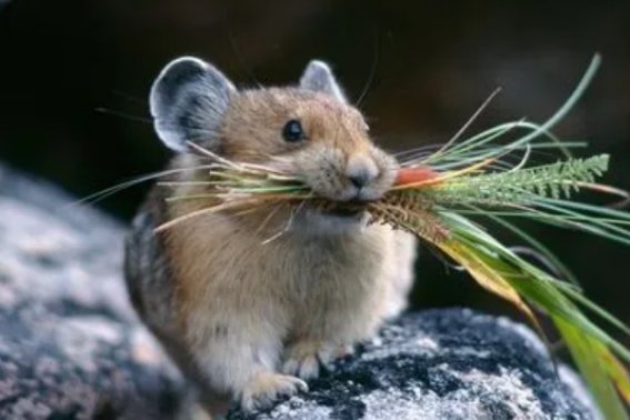 恸哭流涕一打一生肖