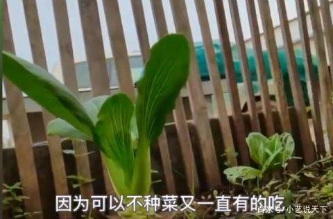 非洲男子把上海青种成了万年青，此男子是怎么做到的？