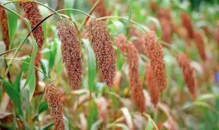 高梁是什么科植物 高粱是什么子叶植物