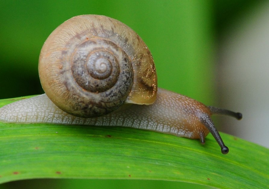 蜗牛和蚂蚁谁的速度更慢？