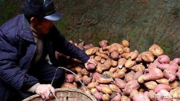 自己家种了很多红薯吃不完,如何保存更久?