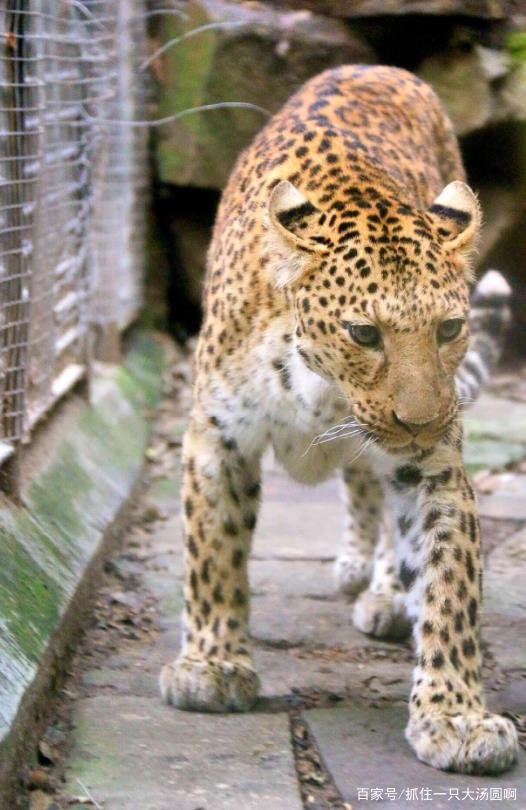 专家判定第三只豹子或已死亡，该事件如何定责？