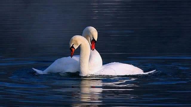 如果小鸟的妈妈死了,那还在窝里的小鸟怎么办?