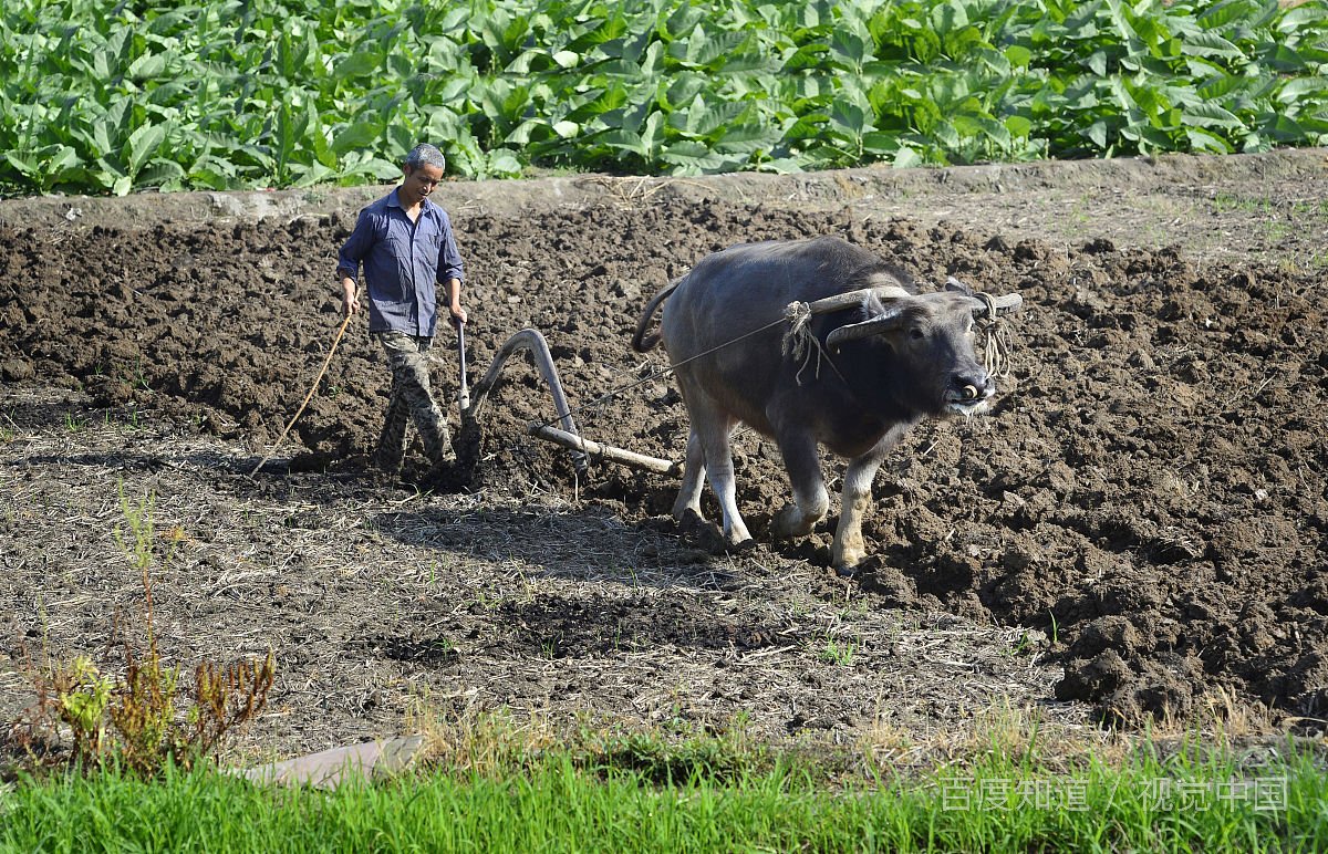 冬至九九歌是什么意思？