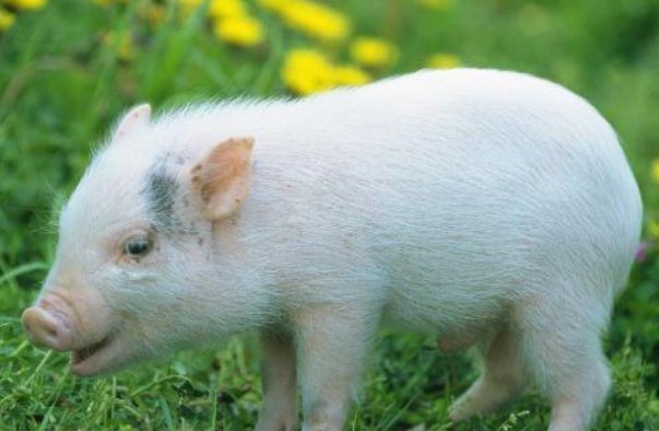 白吃干饭打一生肖?