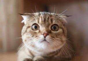 石家庄白猫流浪10天后终于找到了，流浪猫在野外是如何生存的？