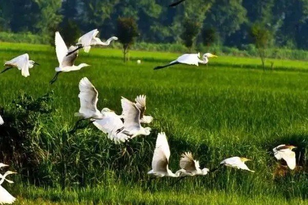 阴阴夏木啭黄鹂上一句