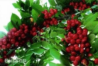 樱桃树为什么先开花后长叶子？